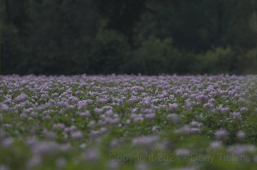 Patatoo flower-fields.jpg